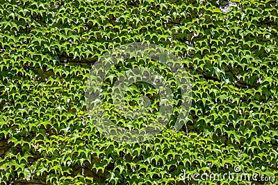 Lush green ivy wall for texture. Abstract background Stock Photo