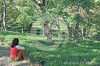 Lush green kangra tea gardens, india Stock Photo