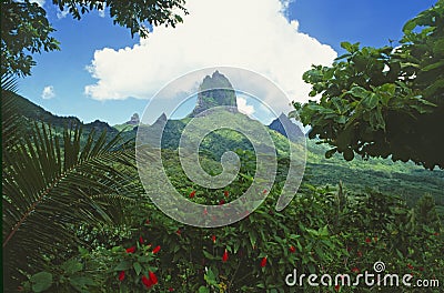 Lush green landscape and nature vegetation on Moorea Island, Editorial Stock Photo