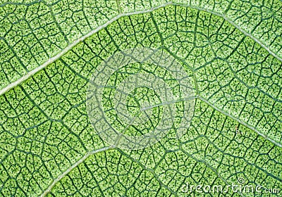 Lush green leaf closeup background or texture Stock Photo