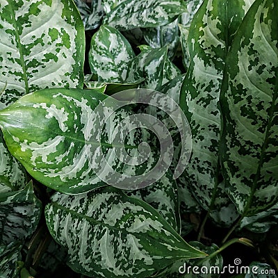 Lush green leaves with white patches Stock Photo