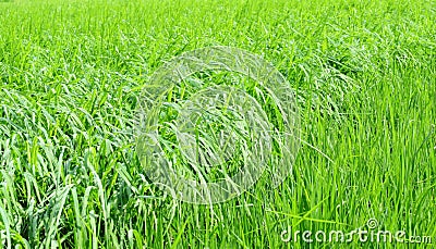 Lush green paddy field Stock Photo