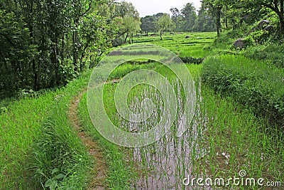 Lush green paddy fields & rice cultivation Stock Photo