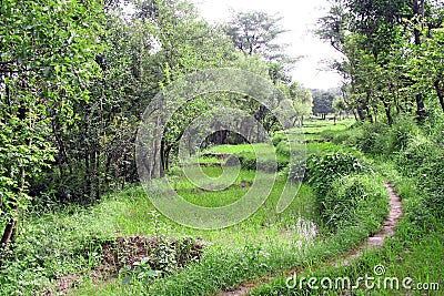 Lush green paddy fields & rice cultivation Stock Photo