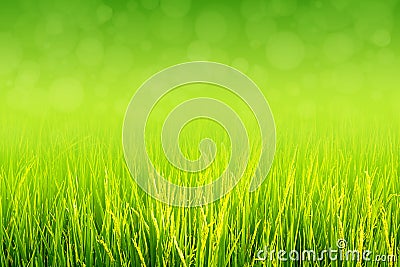 Lush green paddy in rice field. Spring and Summer Background Stock Photo