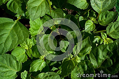 Lush Green Patchouli Plant Leaves Stock Photo