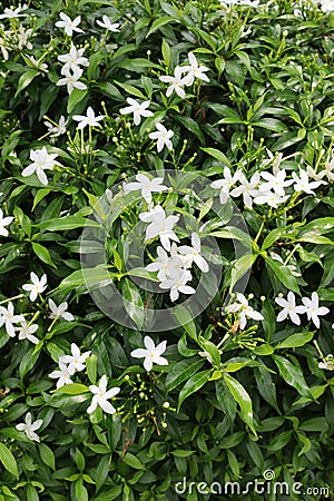 Lush green pinwheel or crepe jasmine flowers Stock Photo