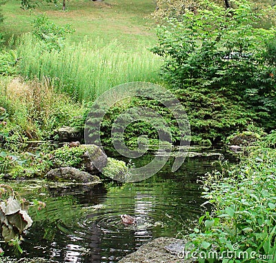 Lush green pond in toronto high park Stock Photo
