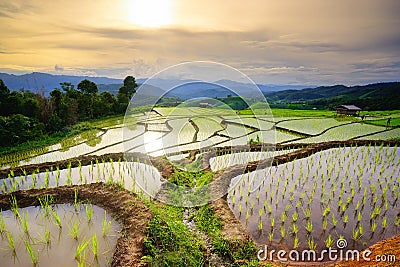 Lush green rice field. Chiang Mai. Thailand. Stock Photo