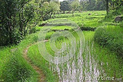 Lush green rice fields & paddy cultivation Stock Photo