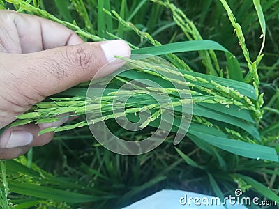 Lush Green Rice Paddy in Beautiful Human Hands Stock Photo