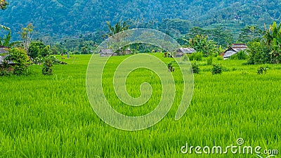 Lush green Rice tarrace in Sidemen. Bali, Indonesia Stock Photo