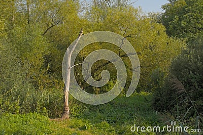 Lush green summer forest in the Flemish countryside Stock Photo