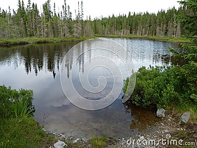 Lush green summer forest near Wawa Ontario Canada Stock Photo