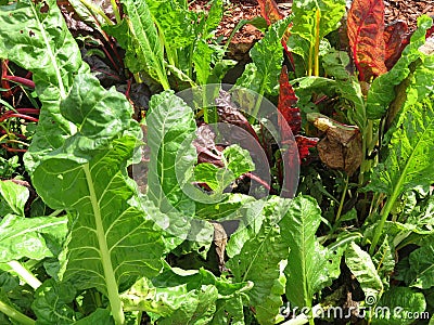 Lush Green Summer Kale Garden Stock Photo