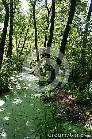 Lush green swamp and tropical forest scene. Stock Photo