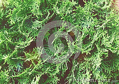 Lush green thuja branches background Stock Photo