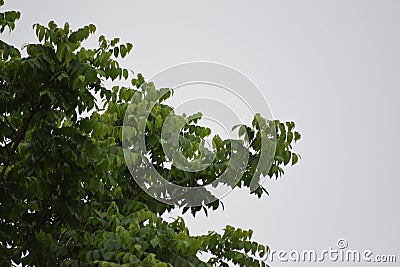 Lush green tree stands tall against a dramatic cloudy sky backdrop Stock Photo