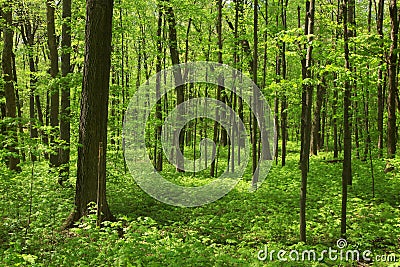 Lush green trees Stock Photo