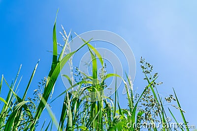 Lush green wild grasses grow on a meadow against the clear blue sky, bottom view. Natural summer background Stock Photo