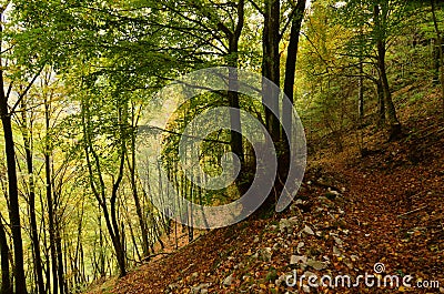 Lush green and yellow leaves in the deep woods Stock Photo