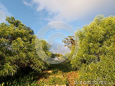 Lush Greenery and Cloudy Sky at Tantalus Stock Photo