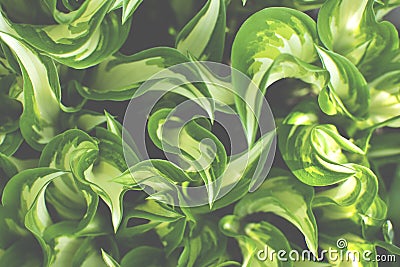 Lush greenery foliage closeup. Stock Photo