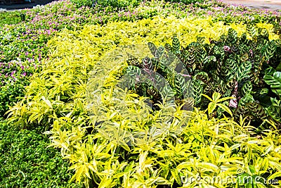 Lush landscaped garden with flowerbed Stock Photo