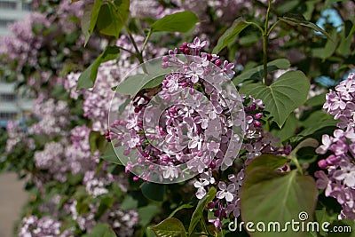 Flowering lilac bush at the very end of spring Stock Photo