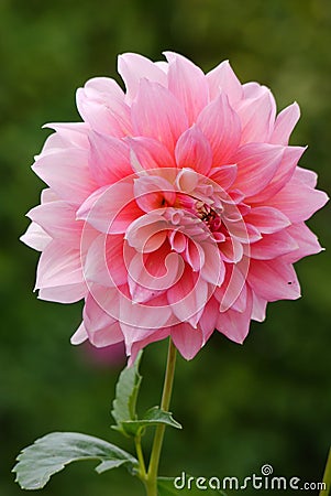 A lush massive pink flower in a lot of petals on a high green stalk Stock Photo