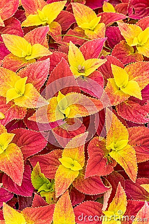 The lush multicolored Suzu in the garden garden Stock Photo