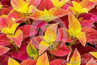 The lush multicolored Suzu in the garden garden Stock Photo