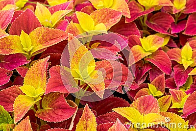 The lush multicolored Suzu in the garden garden Stock Photo