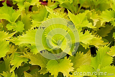 The lush multicolored Suzu in the garden garden Stock Photo