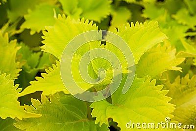 The lush multicolored Suzu in the garden garden Stock Photo