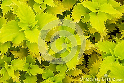 The lush multicolored Suzu in the garden garden Stock Photo