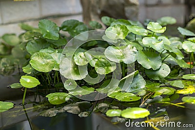 Lush mushroom grass and round coin grass in the pond Stock Photo