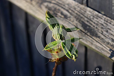 New foliage on horse chestnut or conker tree against wooden fence Stock Photo