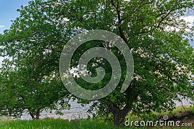 Lush oak crown inside.A lone oak in a field. Branches and oak leaves close-up.Green oak leaves on the branches Stock Photo