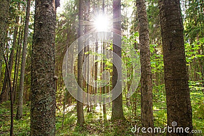 A lush old-growth Estonian boreal forest with sun shining Stock Photo