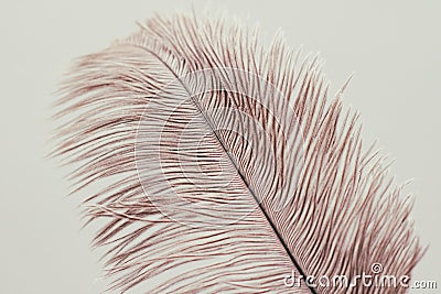 Lush ostrich feather on white background. Decorative elements. Nature textures. Stock Photo