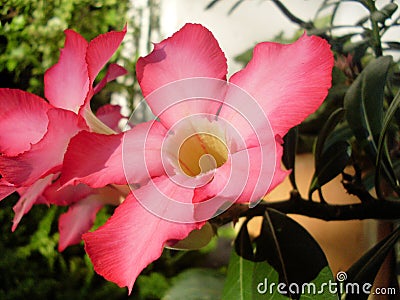 Lush pink flowers Stock Photo