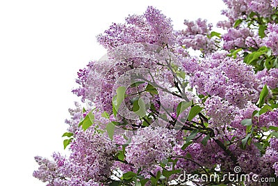 Lush pink lilac branch Stock Photo