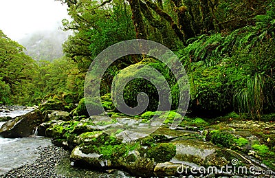 Lush rainforest Stock Photo