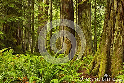 Lush rainforest in Cathedral Grove in Canada Stock Photo