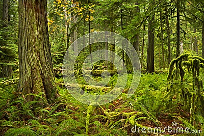 Lush rainforest in Cathedral Grove, Vancouver Island, Canada Stock Photo
