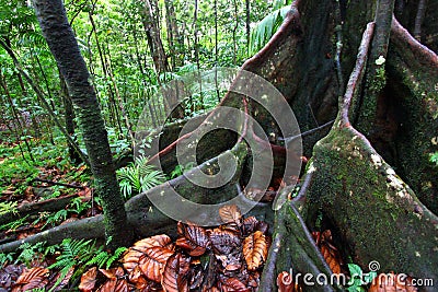 Lush Rainforest - Saint Kitts Stock Photo