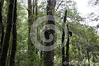 Lush Rainforest in Tasmania Australia Stock Photo