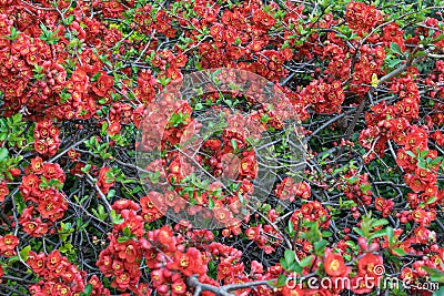 Lush Red flowers of Cydonia or Chaenomeles Japonica or Superba Stock Photo