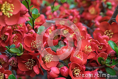 Lush Red flowers of Cydonia or Chaenomeles Japonica or Superba Stock Photo